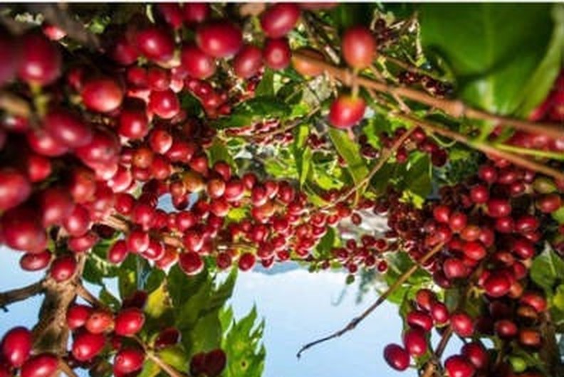 Maggie Estate coffee farm in Kenya